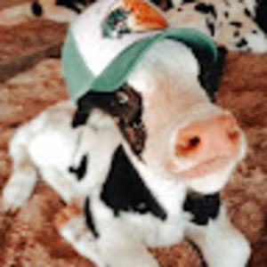 Meet your Posher, Gretta